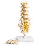 Human Lumbar Spinal Column Model