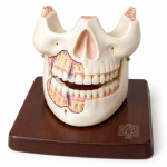 Human Teeth Model, Upper and Lower Jaw with Partial Skull