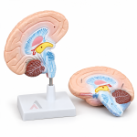 Human Brain Model, 2 Parts