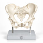 Human Pelvis Model, Female
