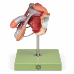 Human Male Genital Organs