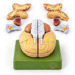 Human Brain Model, 8 Parts