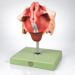 Human Female Genital Organs
