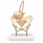Human Birth Demonstration Model