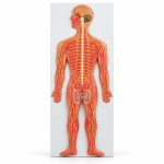 Human Nervous System