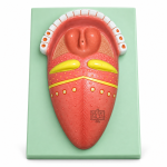 Human Tongue Model, on Base