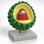 HIV AIDS Model