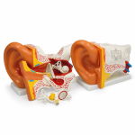 Ear Model, PVC Plastic