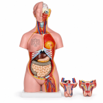 Human Model - Torso, 24 Parts, Bisexual