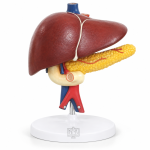 Human Liver Pancreas And Duodenum