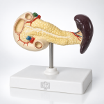 Human Pancreas, Spleen and Duodenum