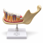 Human Teeth Model, Lower Jaw, on Stand