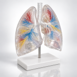 Human Lung Segment, Transparent