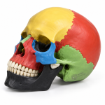 Human Skull Model, Life Size Coloured