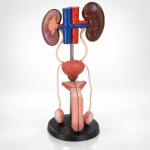 Human Male Urogenital
