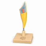 Human Teeth Model, Incisor