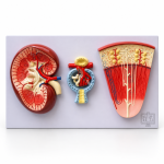Human Kidney Structures