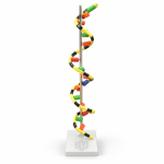 Model, RNA, on Stand