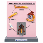 Model, Life History of Mosquito