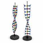 DNA Structure Model, Simulation Kit