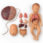Fetus with Viscera and Placenta