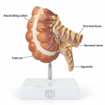 Human Stomach Model