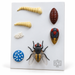 Model, Life History of Housefly