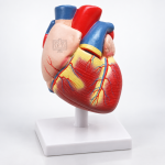 Human Heart