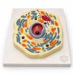 Animal Cell