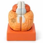 Brain Model, 4 Parts, on Base