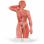 Lymphatic System Model
