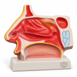 Human Nose Model on Base
