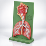 Human Model - Respiratory System