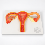 Human Vagina Model