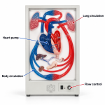 Human Cardiac Beat and Blood Circulation
