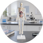 Transparent Human