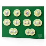 Model, Animal Mitosis