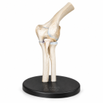 Human Elbow Joint Model