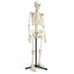 Human Skeleton Model, Superior