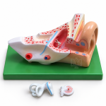 Human Ear Model