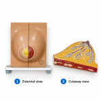 Human Model - Breast, 2 Parts
