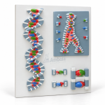 DNA Structure Model, on Board
