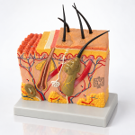 Human Skin Model, on Stand