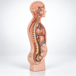 Sympathetic Nervous System