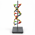DNA Model, Standing, Economy