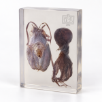 Zoology Embedded Specimens