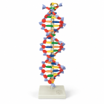 DNA Structure Model, Plastic Assembly Kit