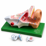 Human Ear Model, 3 Parts