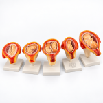 Human Embryo Development Set