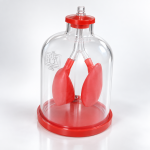 Human Lung Model